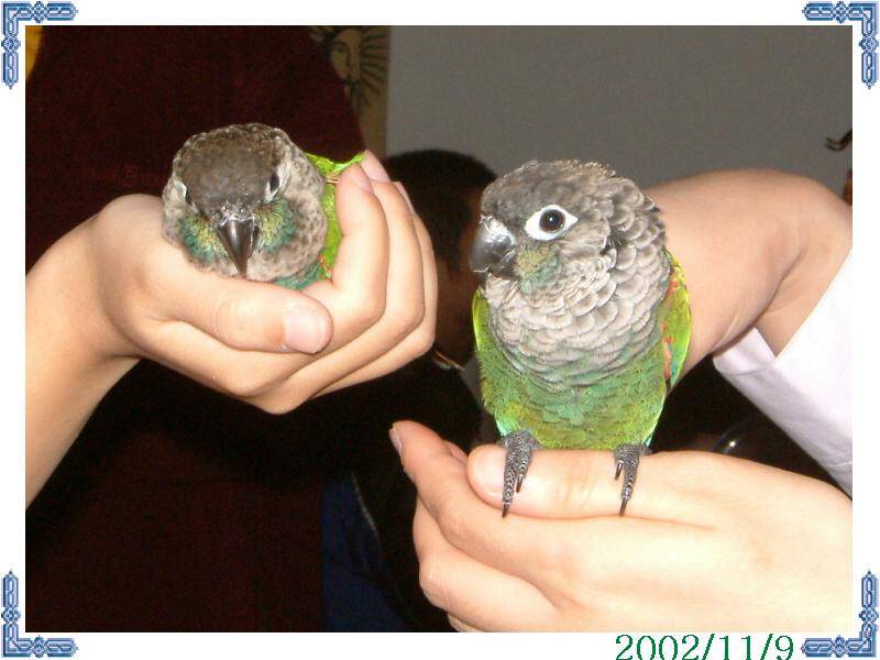 11/9鳥聚