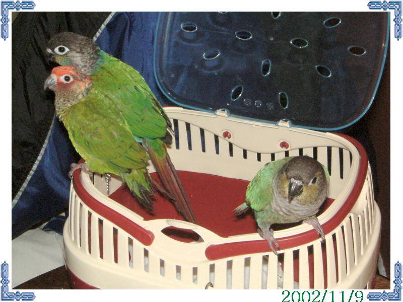 11/9鳥聚(咦...分裂啦??)