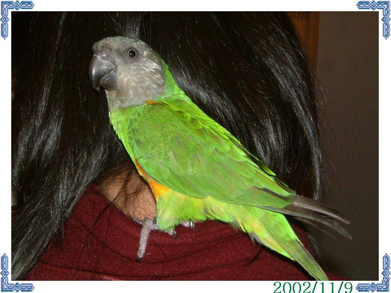 11/9鳥聚(哇~~賽內)