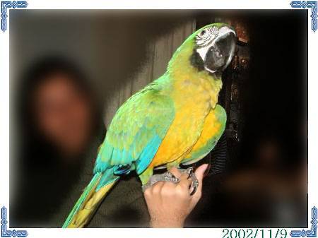 11/9鳥聚(金剛1)