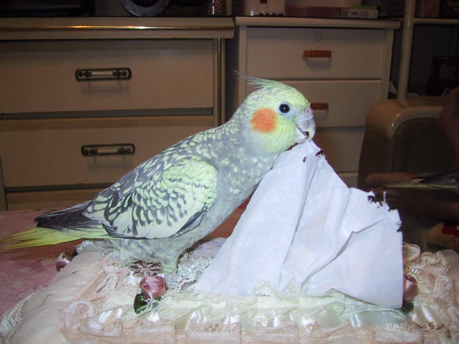 我家四個寶 ~~君寶---珍珠玄鳳鳥----
