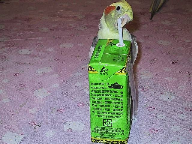 我家四個寶 ~~尊寶-玄鳳鳥----
