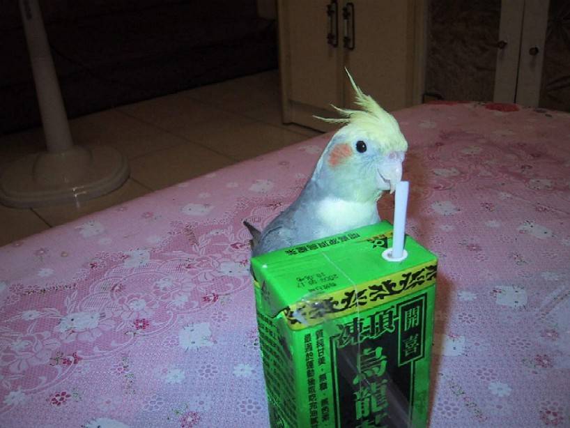 我家四個寶 ~~心寶---我最愛的玄鳳鳥----