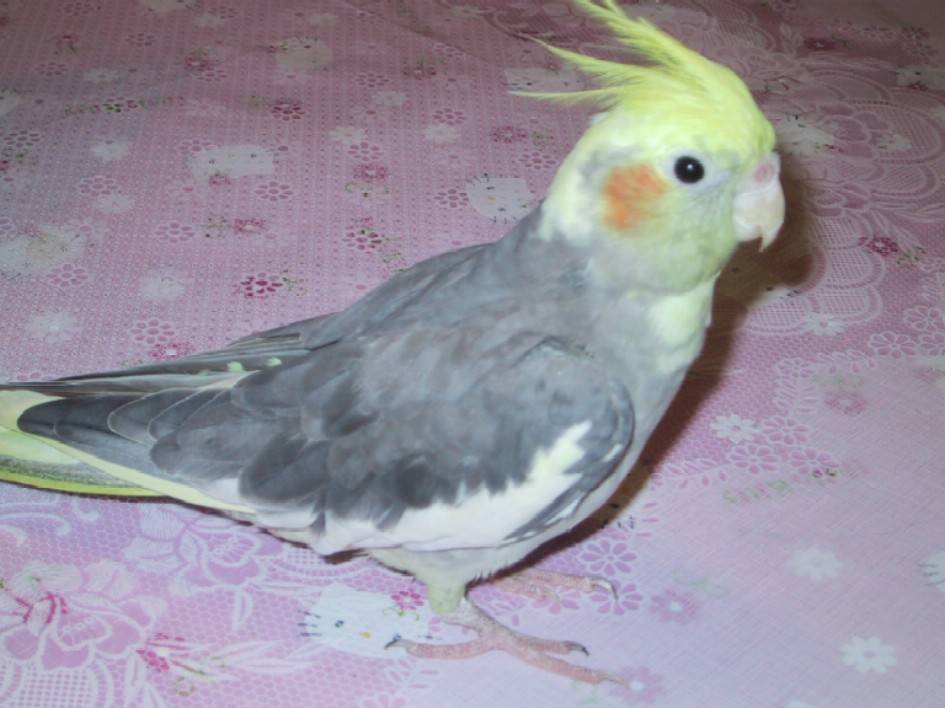 它是玄鳳鳥沒錯..但卻變成啄木鳥
