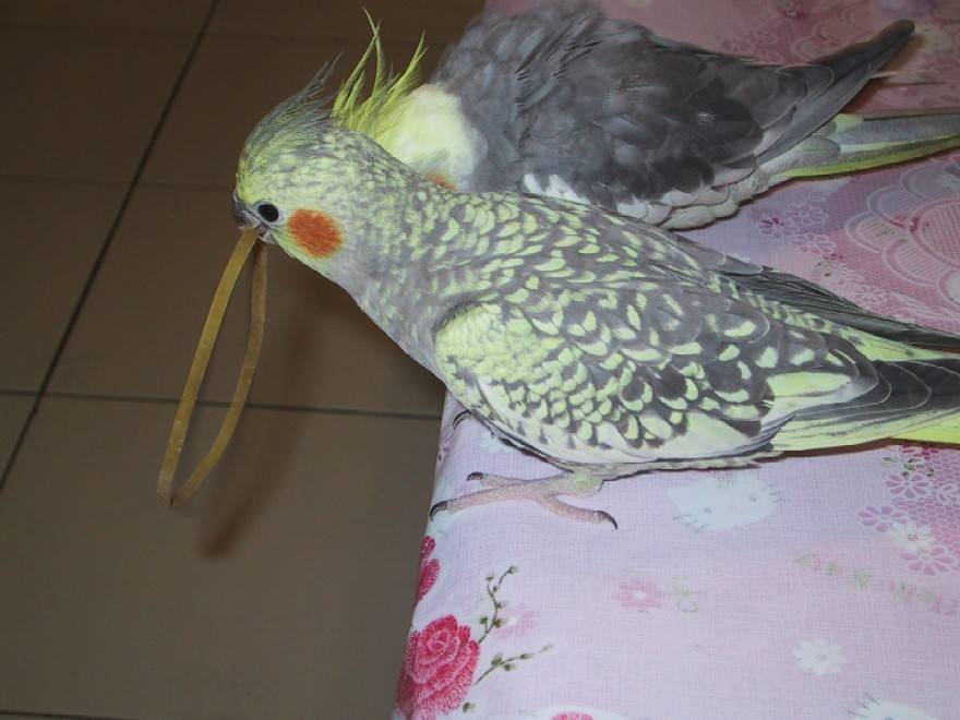 君寶....最黏人的玄鳳鳥