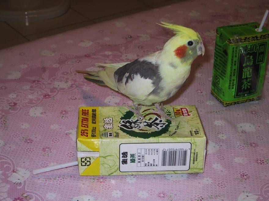 我是玄鳳鳥我不只會飛,還會滑翔喔