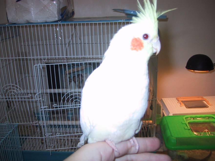 我家四個寶 ~天寶---這是我第一隻養成功的玄鳳鳥----