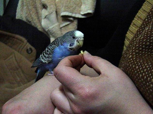 愛吃鬼