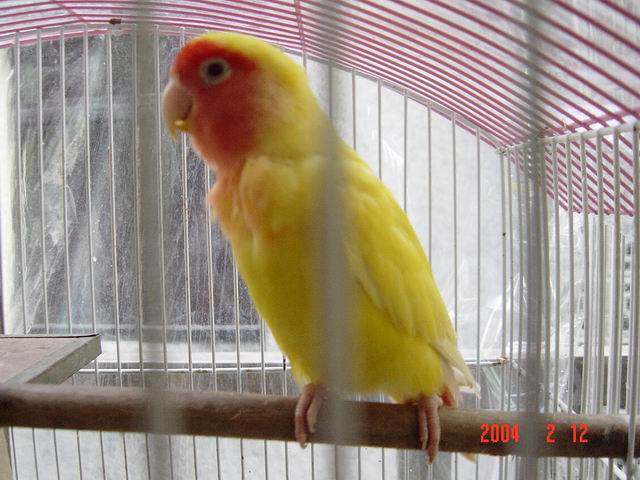 帥鳥