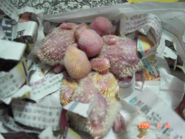 小寶貝