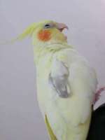 大笑中