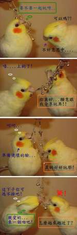 願天下有情人兒終成佳偶~~~
祝晃站大大們七夕情人節~~樂 鵡 比!!(快樂無比)

七夕參展作品名稱 : 向喜歡的對象偷一個吻

圖片對話說明:

圖(1)多多隆說 : 要不要一起玩呀?
   隆隆說   : 可以嗎?!


圖(2)隆隆說   : 妳真好...願意跟我分享玩具!!    
   多多隆想(嘻.....上鈎了!)
            


圖(3)隆隆說   : 這玩具真的好好玩耶!
   (多多隆露出準備使壞的臉色)
             


圖(4)隆隆吃驚的說 : 可是怎麼越來越近了??
   多多隆說 : 親愛的...來一個吻吧!!
   (這下子隆隆你可逃不掉吧!!...)


_________________________________________

兩小無猜的隆隆與多多隆常常像這樣玩在一塊
很會吃醋的隆隆
很不喜歡別的鳥朋友靠近多多隆
就連我這個媽也不可以碰多多隆(當他們玩在一起的時候)
_________________________________________