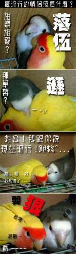 老夫老妻出來參選....呵呵
其實baby跟阿麥已經走了大半輩子
五年多的夫妻 以小鸚來說 已經是生命一半的旅程了

從剛放在一起打個半死 到後來孕育了多個小生命
對感情很好的牠們 只有一個期許
希望牠們能永遠在一起~永遠永遠