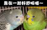 靠在一起好溫暖喔～呀～
春天到了～害我想打呵欠了！呀！

ｚｚｚ……