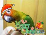 Merry Chrismas
