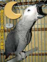 月亮小桌燈