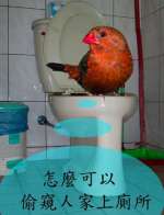 廁所偷窺