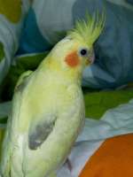 派特(Pied)