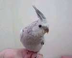 白臉(Whiteface)