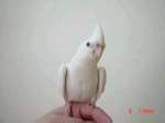 白子(Albino)