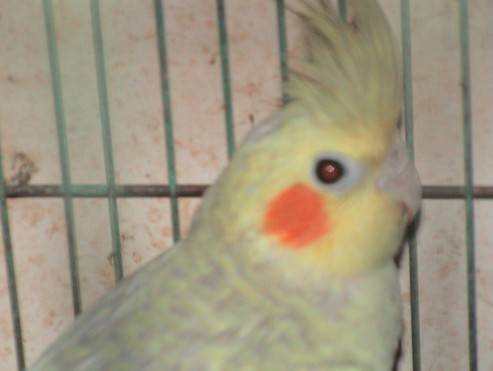 紅眼古銅珍珠玄鳳