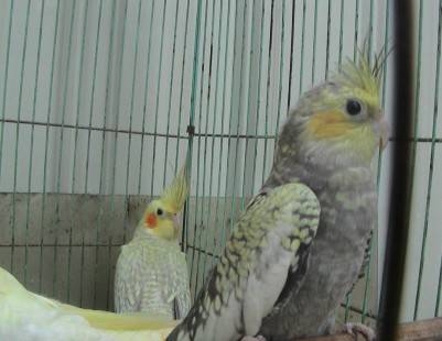 臉怪怪的玄鳳