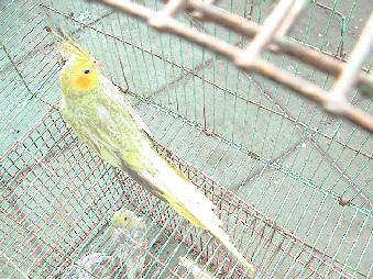 玄鳳