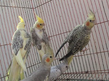 玄鳳2