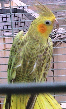 金臉玄鳳
