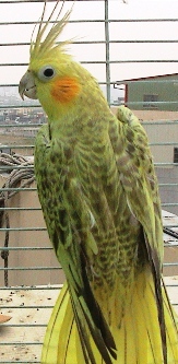 金臉玄鳳1