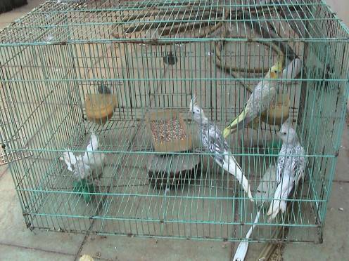 玄鳳一家四姐妹