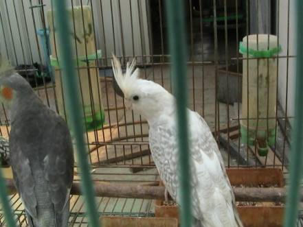白臉玄鳳