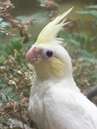 黃臉玄鳳
