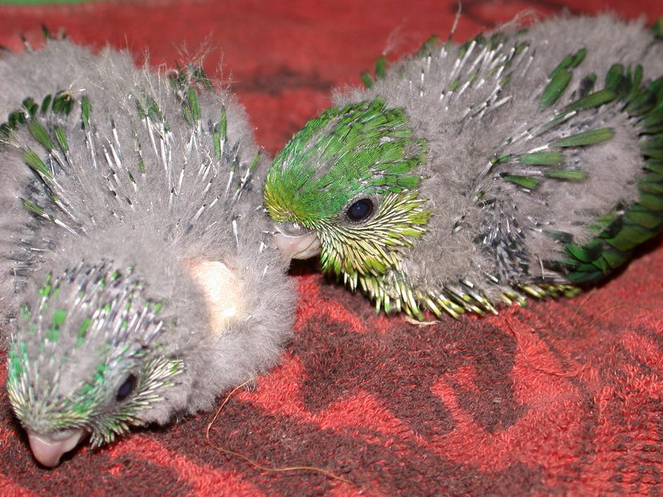 橫斑幼鳥