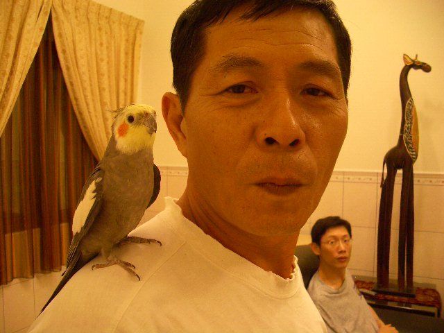 請大家幫我找找鳥兒