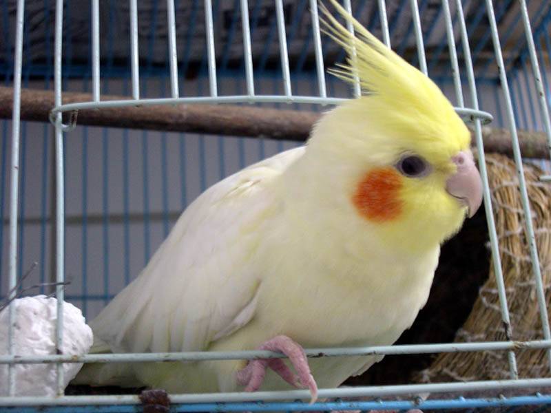 肥美吧