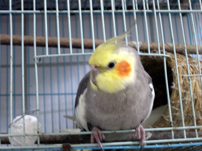 新好男人