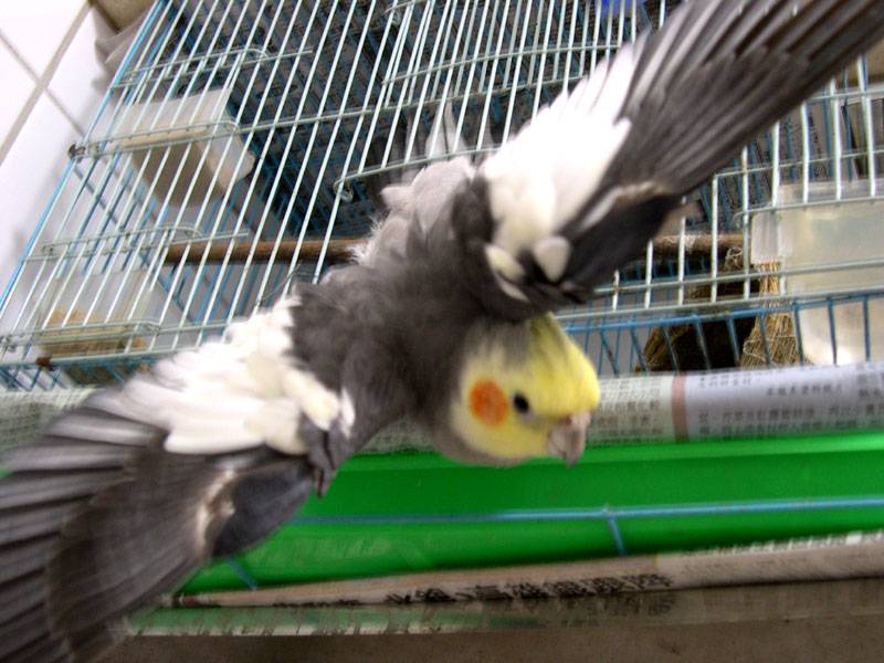 玄鳳嚇人的樣子