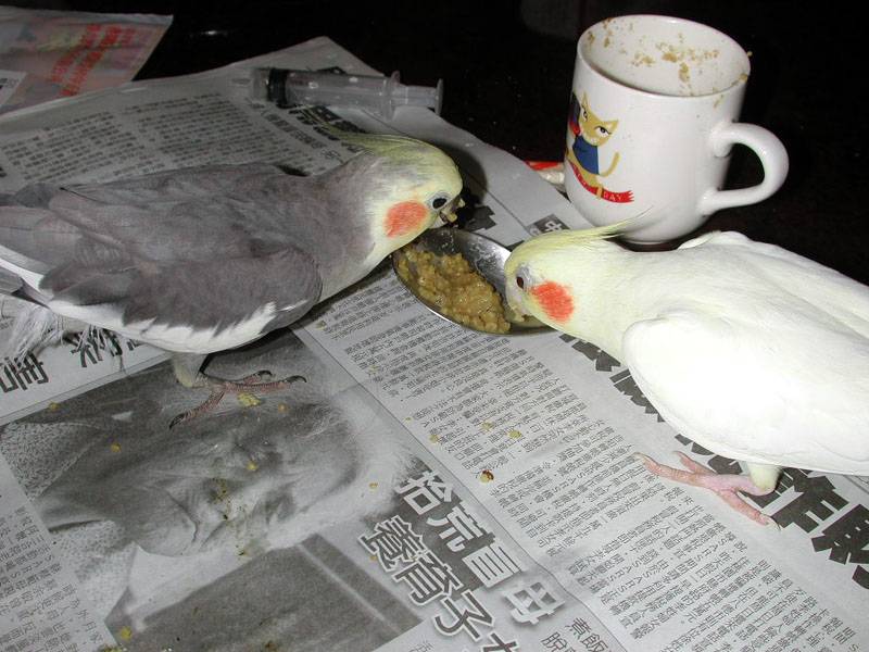 還是小朋友的飼料好吃