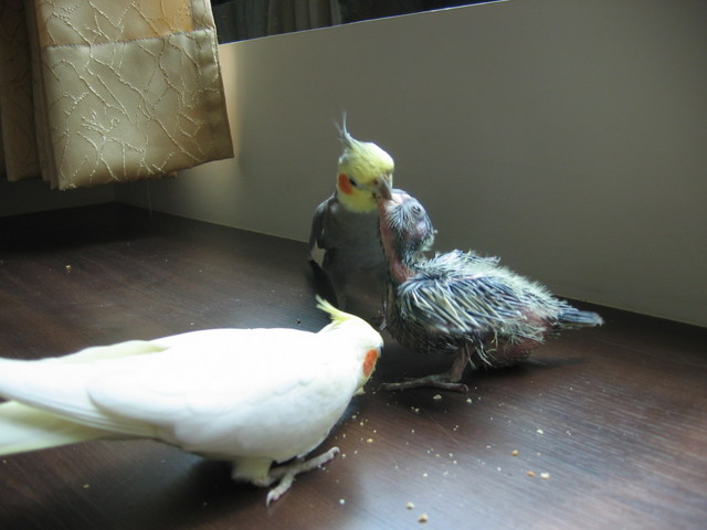 最佳奶爸