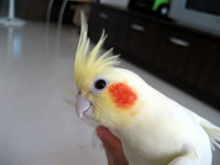 老鳥hello