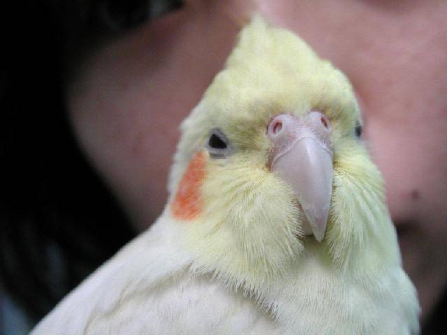 wanda