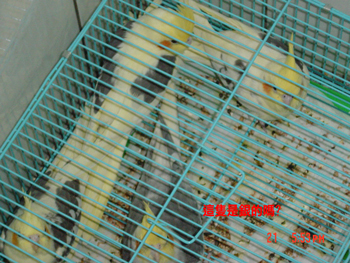 玄鳳