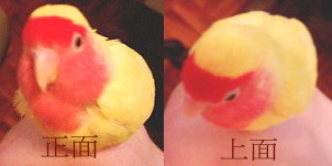 我是一顆球