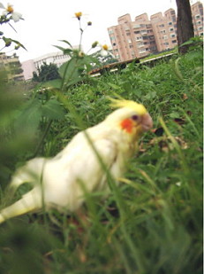 看我在草地散步