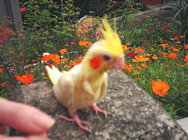 我和花花