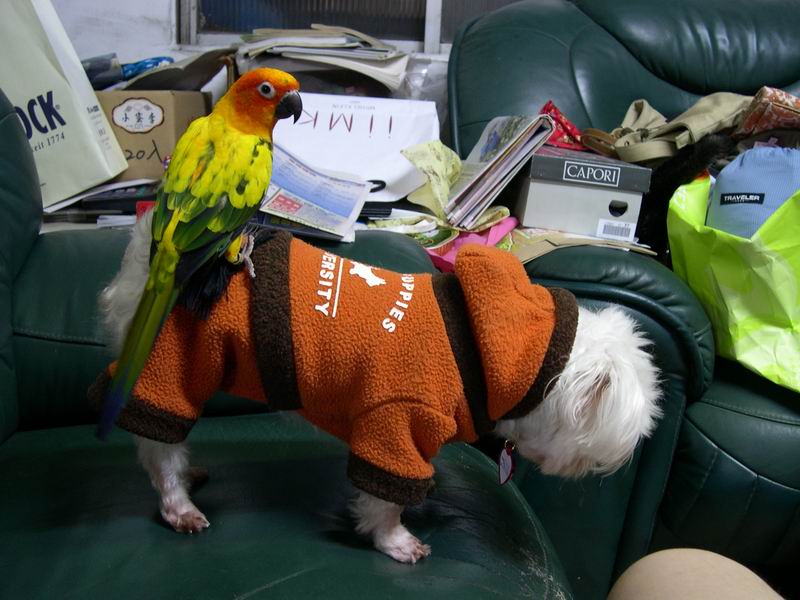 鳥騎士