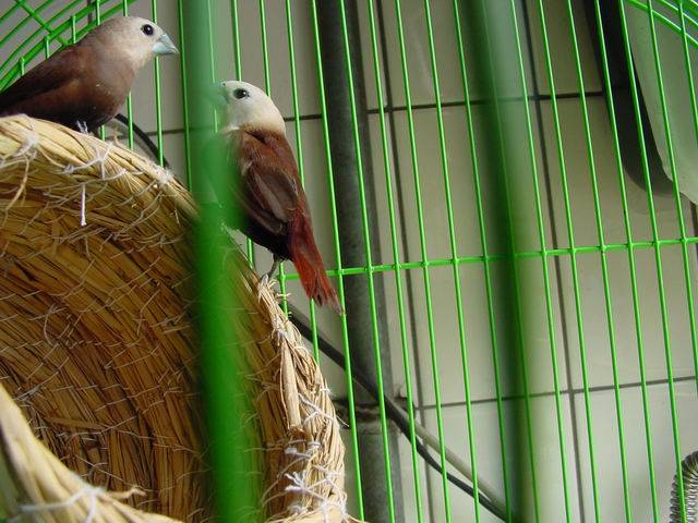碧鳥夫妻