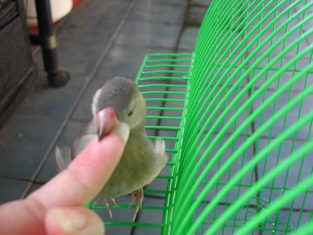 壞鳥!!