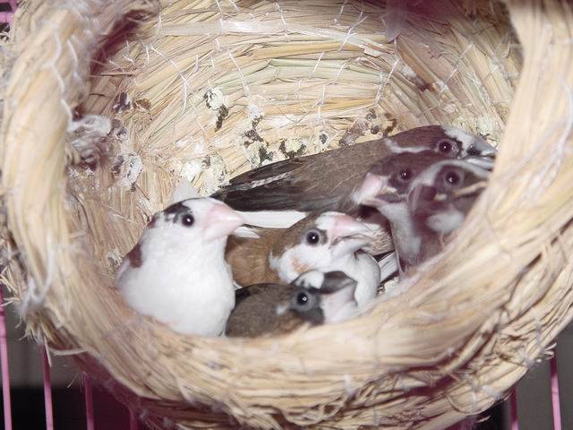 一窩鳥